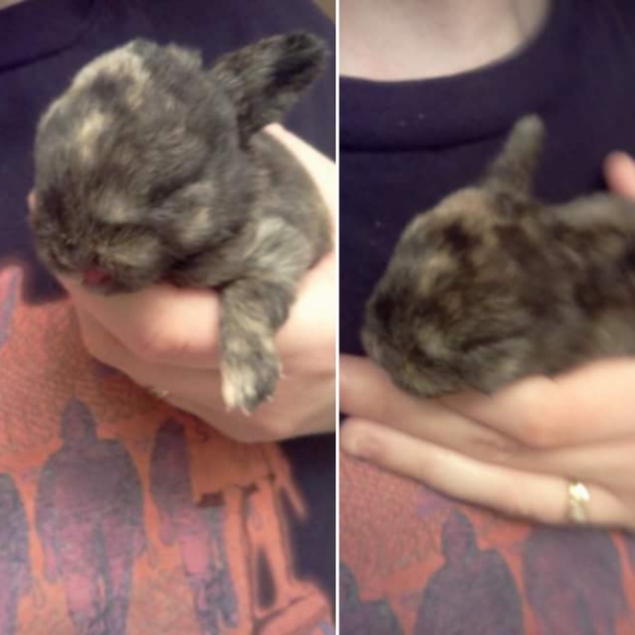 Meet your Posher, Adrienne (Ilene) Ambassador - Picture 5 of 9